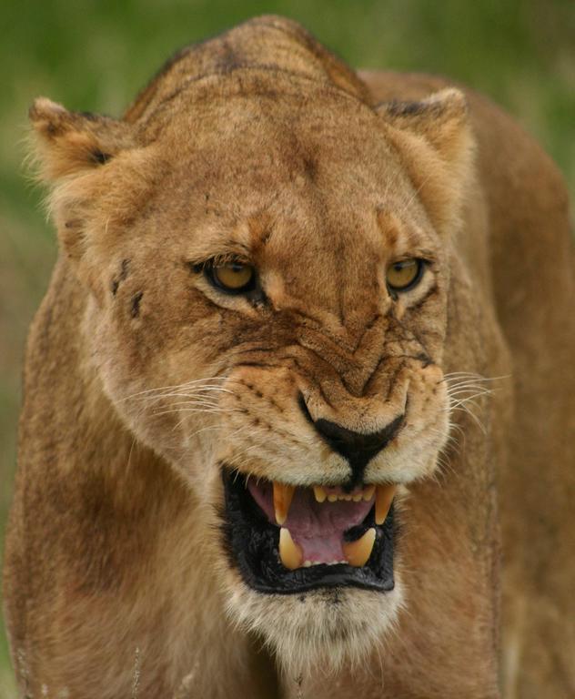 هكتورسبروت Sweni Lodge 91 Mjejane Kruger Park المظهر الخارجي الصورة