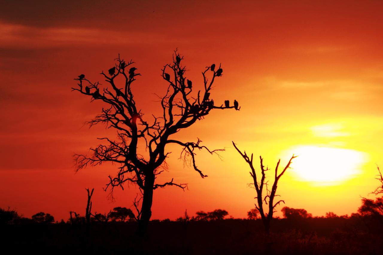 هكتورسبروت Sweni Lodge 91 Mjejane Kruger Park المظهر الخارجي الصورة