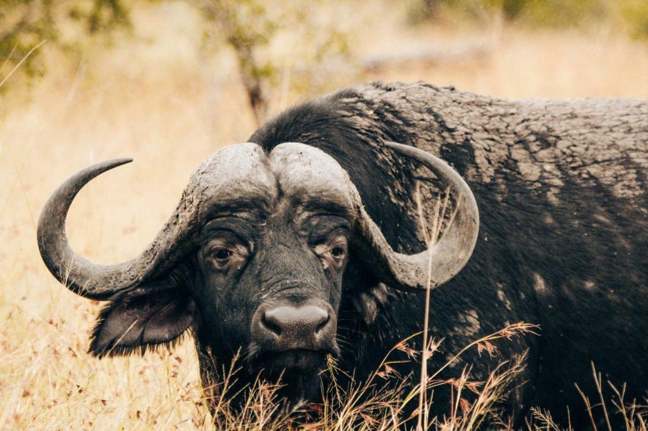 هكتورسبروت Sweni Lodge 91 Mjejane Kruger Park المظهر الخارجي الصورة