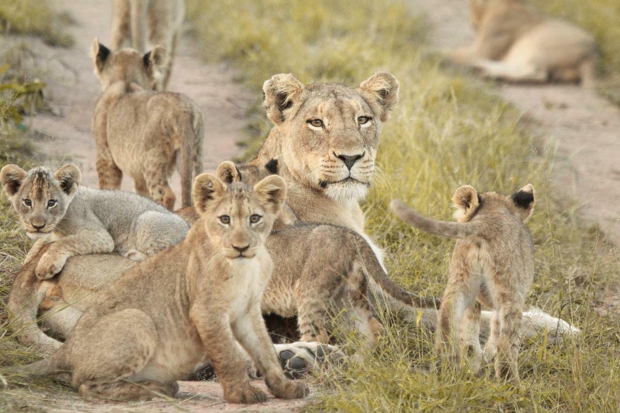 هكتورسبروت Sweni Lodge 91 Mjejane Kruger Park المظهر الخارجي الصورة