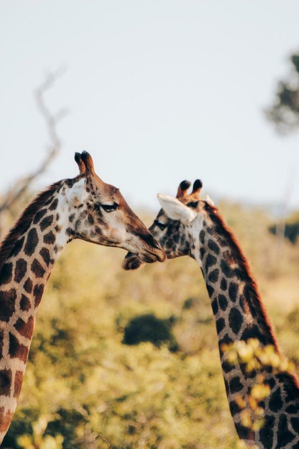 هكتورسبروت Sweni Lodge 91 Mjejane Kruger Park المظهر الخارجي الصورة