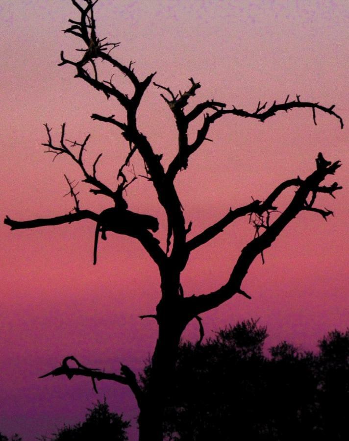 هكتورسبروت Sweni Lodge 91 Mjejane Kruger Park المظهر الخارجي الصورة